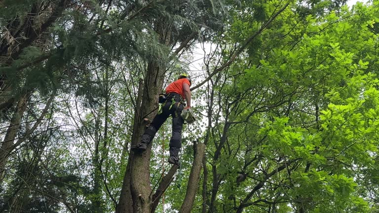 Best Utility Line Clearance  in Nixon, TX