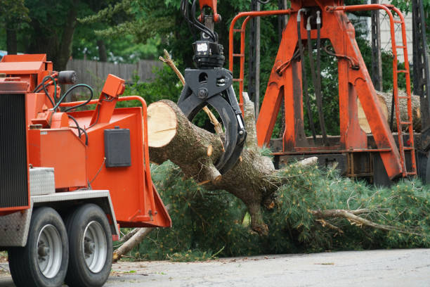 Best Root Management and Removal  in Nixon, TX