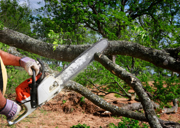  Nixon, TX Tree Removal Pros